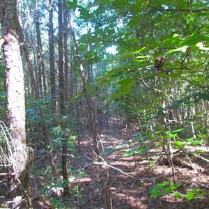 Photo of SOLD!!  8.62 Acres of Hunting and Residential Land For Sale in Lunenburg County VA!