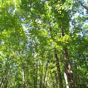Photo of SOLD!!  8.62 Acres of Hunting and Residential Land For Sale in Lunenburg County VA!