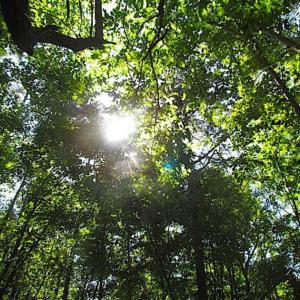 Photo of SOLD!!  8.62 Acres of Hunting and Residential Land For Sale in Lunenburg County VA!
