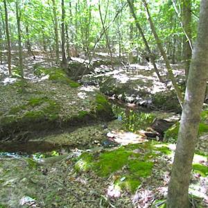 Photo of SOLD!!  8.62 Acres of Hunting and Residential Land For Sale in Lunenburg County VA!