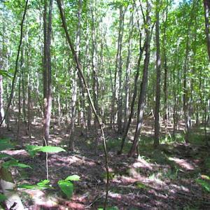 Photo of SOLD!!  8.62 Acres of Hunting and Residential Land For Sale in Lunenburg County VA!