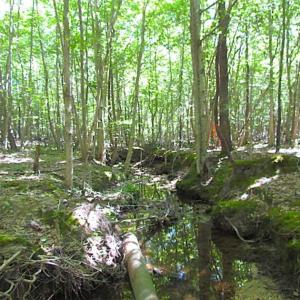 Photo of SOLD!!  8.62 Acres of Hunting and Residential Land For Sale in Lunenburg County VA!