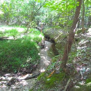 Photo of SOLD!!  8.62 Acres of Hunting and Residential Land For Sale in Lunenburg County VA!
