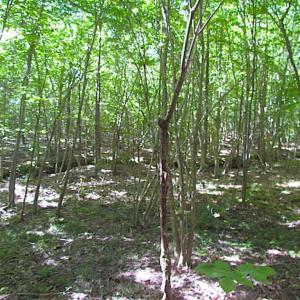 Photo of SOLD!!  8.62 Acres of Hunting and Residential Land For Sale in Lunenburg County VA!