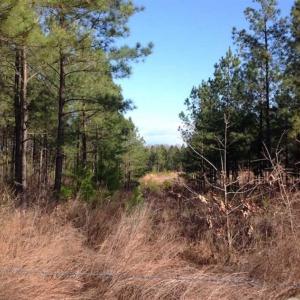 Photo of SOLD!!  54 Acres of Hunting Land for Sale in Halifax County VA!