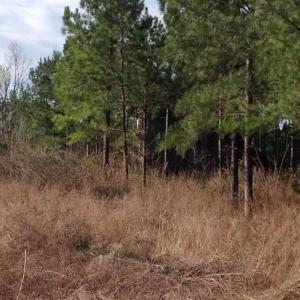 Photo of SOLD!!  54 Acres of Hunting Land for Sale in Halifax County VA!