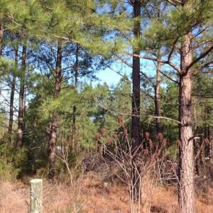 Photo of SOLD!!  54 Acres of Hunting Land for Sale in Halifax County VA!