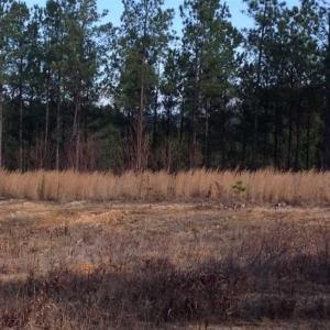 Photo of SOLD!!  54 Acres of Hunting Land for Sale in Halifax County VA!
