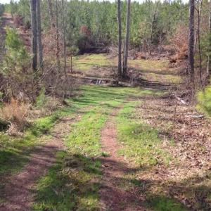 Photo of SOLD!!  54 Acres of Hunting Land for Sale in Halifax County VA!