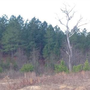 Photo of SOLD!!  54 Acres of Hunting Land for Sale in Halifax County VA!