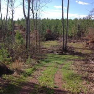Photo of SOLD!!  54 Acres of Hunting Land for Sale in Halifax County VA!
