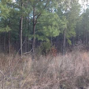 Photo of SOLD!!  54 Acres of Hunting Land for Sale in Halifax County VA!