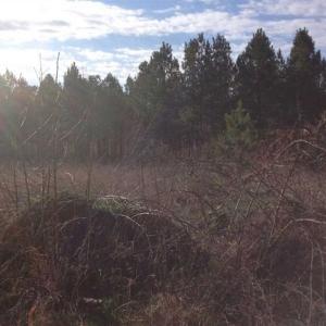 Photo of SOLD!!  54 Acres of Hunting Land for Sale in Halifax County VA!