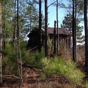 Photo of SOLD!!  54 Acres of Hunting Land for Sale in Halifax County VA!