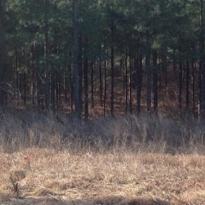 Photo of SOLD!!  54 Acres of Hunting Land for Sale in Halifax County VA!