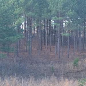 Photo of SOLD!!  54 Acres of Hunting Land for Sale in Halifax County VA!