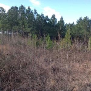 Photo of SOLD!!  54 Acres of Hunting Land for Sale in Halifax County VA!