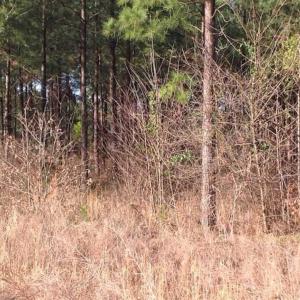 Photo of SOLD!!  54 Acres of Hunting Land for Sale in Halifax County VA!