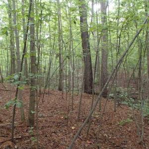 Photo of SOLD!!! 32.97 Acres of Hunting Land For Sale in Nash and Franklin County NC!