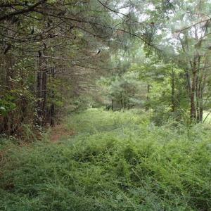 Photo of SOLD!!! 32.97 Acres of Hunting Land For Sale in Nash and Franklin County NC!
