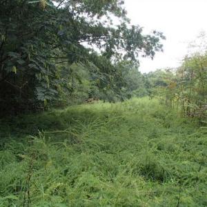 Photo of SOLD!!! 32.97 Acres of Hunting Land For Sale in Nash and Franklin County NC!