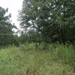 Photo of SOLD!!! 32.97 Acres of Hunting Land For Sale in Nash and Franklin County NC!