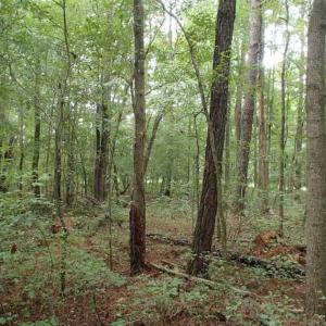 Photo of SOLD!!! 32.97 Acres of Hunting Land For Sale in Nash and Franklin County NC!