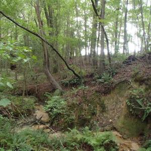 Photo of SOLD!!! 32.97 Acres of Hunting Land For Sale in Nash and Franklin County NC!
