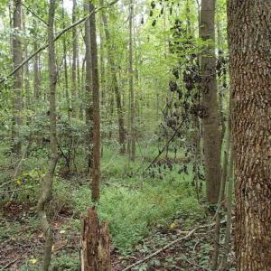 Photo of SOLD!!! 32.97 Acres of Hunting Land For Sale in Nash and Franklin County NC!