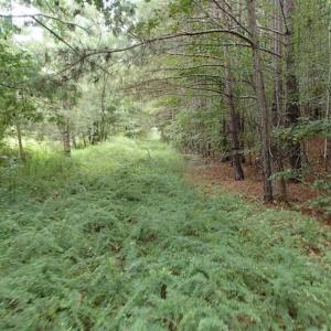 Photo of SOLD!!! 32.97 Acres of Hunting Land For Sale in Nash and Franklin County NC!