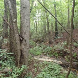 Photo of SOLD!!! 32.97 Acres of Hunting Land For Sale in Nash and Franklin County NC!