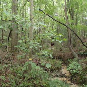 Photo of SOLD!!! 32.97 Acres of Hunting Land For Sale in Nash and Franklin County NC!