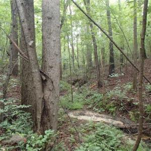 Photo of SOLD!!! 32.97 Acres of Hunting Land For Sale in Nash and Franklin County NC!
