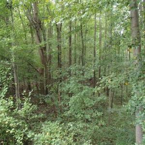 Photo of SOLD!!! 32.97 Acres of Hunting Land For Sale in Nash and Franklin County NC!