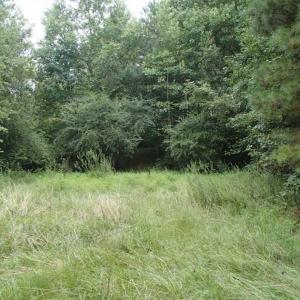 Photo of SOLD!!! 32.97 Acres of Hunting Land For Sale in Nash and Franklin County NC!