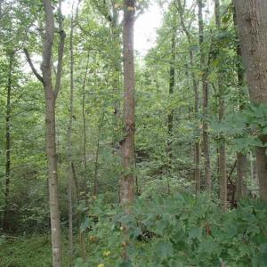 Photo of SOLD!!! 32.97 Acres of Hunting Land For Sale in Nash and Franklin County NC!
