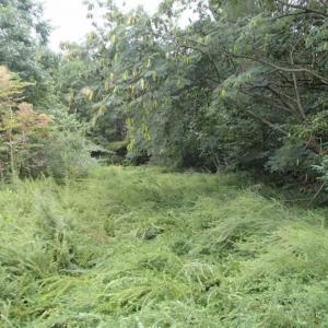 Photo of SOLD!!! 32.97 Acres of Hunting Land For Sale in Nash and Franklin County NC!