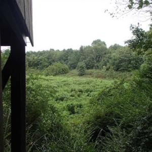 Photo of SOLD!!! 32.97 Acres of Hunting Land For Sale in Nash and Franklin County NC!