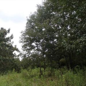 Photo of SOLD!!! 32.97 Acres of Hunting Land For Sale in Nash and Franklin County NC!