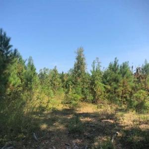 Photo of SOLD!! 22 Acres of Residential and Hunting Land For Sale in Dinwiddie County VA!