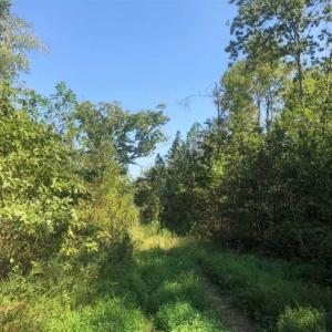 Photo of SOLD!! 22 Acres of Residential and Hunting Land For Sale in Dinwiddie County VA!
