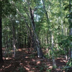 Photo of SOLD!! 22 Acres of Residential and Hunting Land For Sale in Dinwiddie County VA!