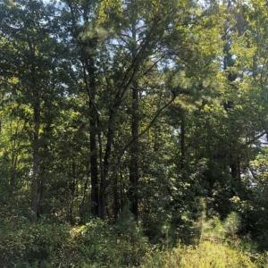 Photo of SOLD!! 22 Acres of Residential and Hunting Land For Sale in Dinwiddie County VA!