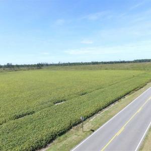 Photo of SOLD!  224 Acres of Timber and Farm Land in Suffolk County VA!