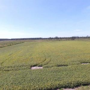 Photo of SOLD!  224 Acres of Timber and Farm Land in Suffolk County VA!