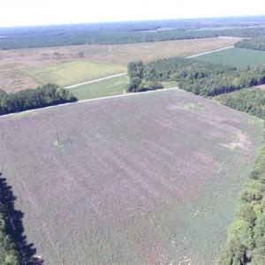 Photo of SOLD!  224 Acres of Timber and Farm Land in Suffolk County VA!