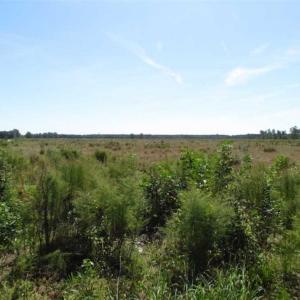Photo of SOLD!  224 Acres of Timber and Farm Land in Suffolk County VA!