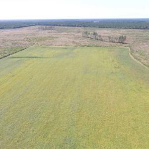 Photo of SOLD!  224 Acres of Timber and Farm Land in Suffolk County VA!
