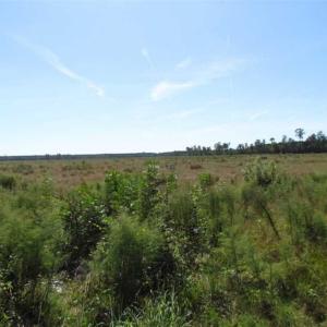 Photo of SOLD!  224 Acres of Timber and Farm Land in Suffolk County VA!