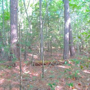 Photo of SOLD!!  17 Acres of Timber and Farm Land in Southampton County VA!